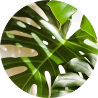 3_Esquejes-plantel verde y corte_Mapi Floricultura
