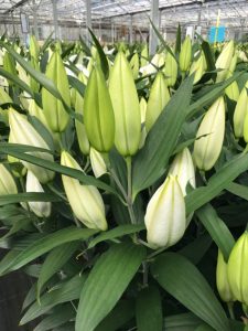 Bulbos flor cortada-lilium oriental