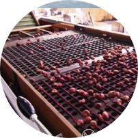Controles de calidad de Bulbos - Mapi Floricultura
