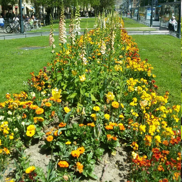 Soluciones de Floricultura para Ayuntamientos y paisajistas